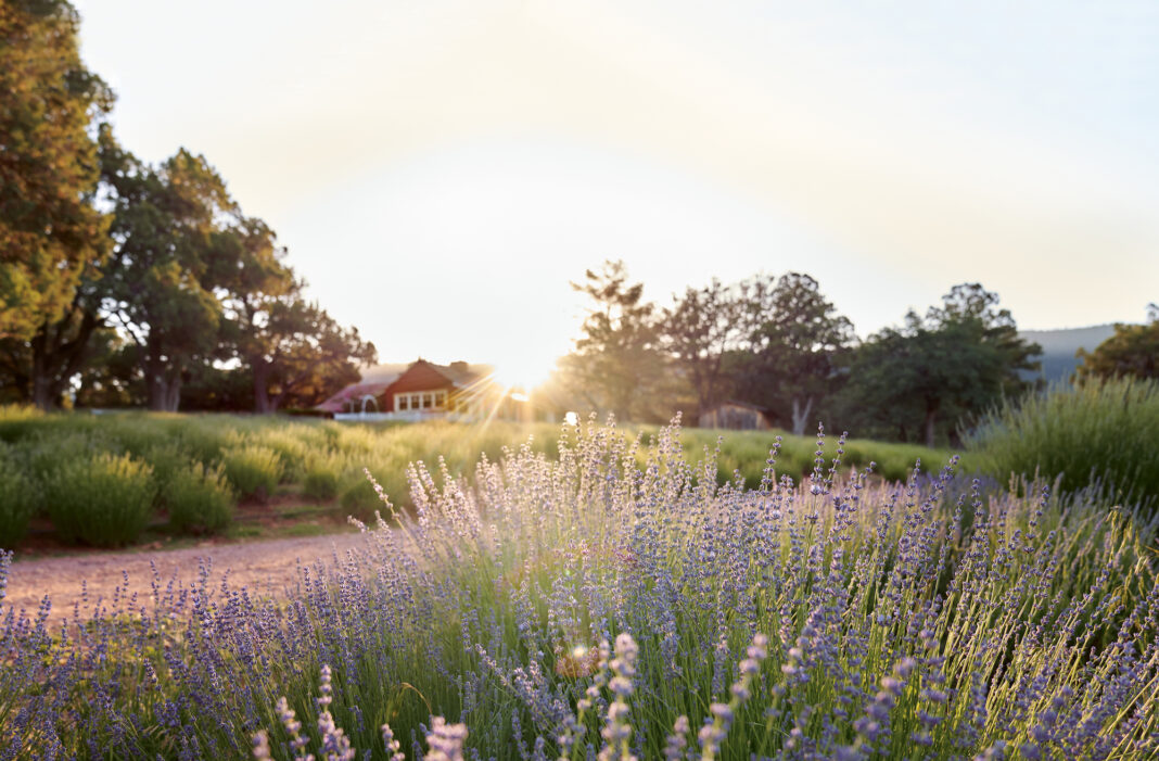 &#8216;Royal Velvet&#8217; English lavender growing at Pine Creek Canyon Lavender Farm. Photograph by Tosca Radigonda, from The Lavender Companion by Terry Barlin Vesci and Jessica Dunham, courtesy of Storey Publishing.