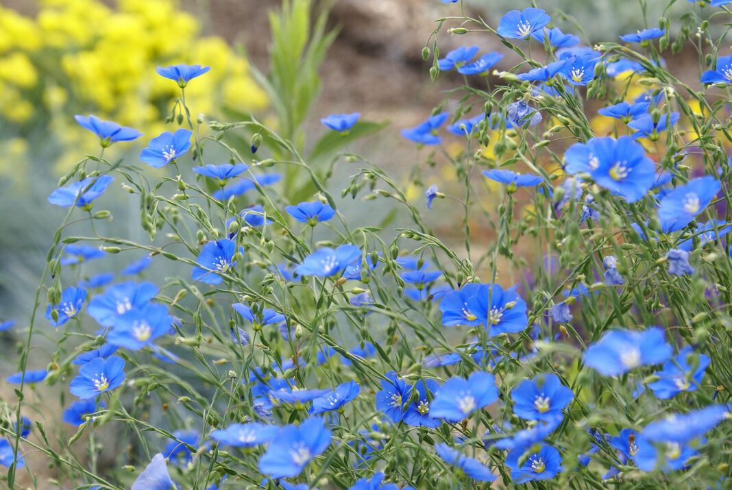 Blue flax&#8217;s five-petaled flowers range from a pale blue to a bright cerulean. Photograph by Debbie Ballentine via Flickr.