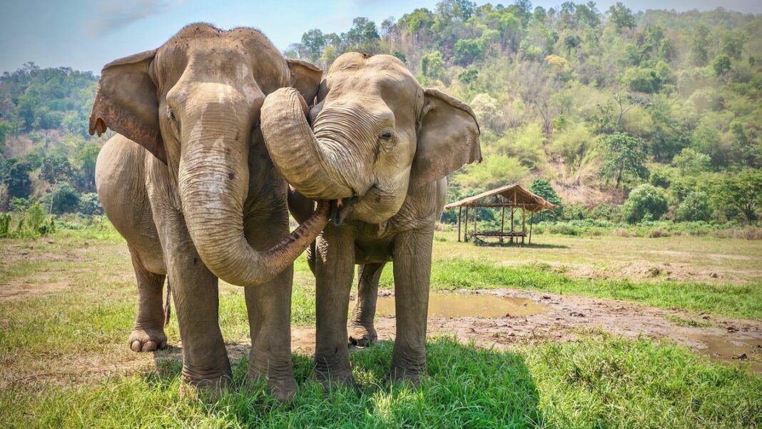 Two elephants stand close together and curl their trunks around each other