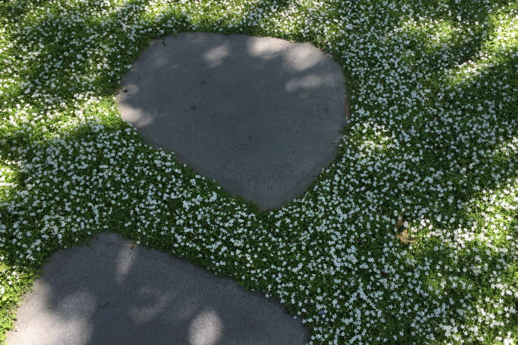 White blooming Isotoma grows in a pathway, framing pavers with texture and color in a California garden designed by Elizabeth Everdell. Photograph courtesy of Everdell Garden Design.