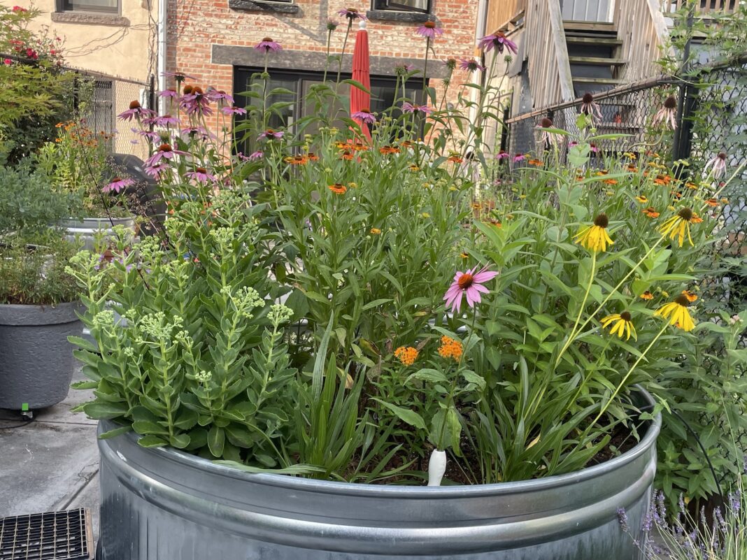 Susan Nock, a Boston-based garden designer with a specialty in container gardens, filled a large pot with tall grass, agastache, foxglove, daisies, scabiosa, verbena, angelonia, and sweet potato vine for a dynamic, pollinator-friendly design. Photograph by Susan Nock.