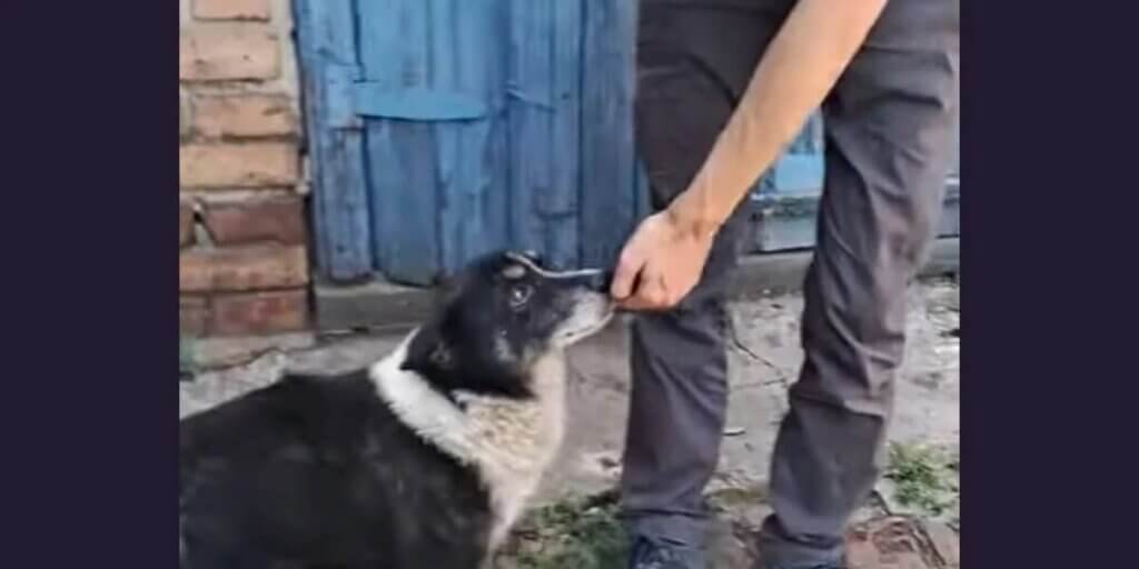 Don, a black and white dog