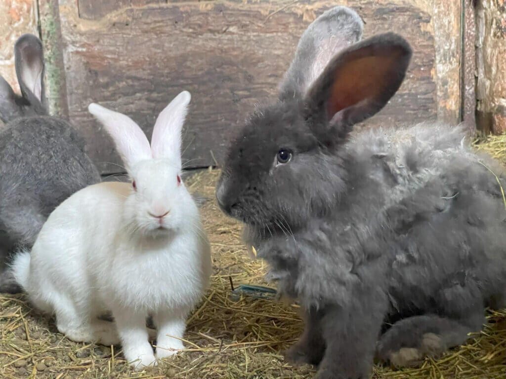 White and grey rabbits